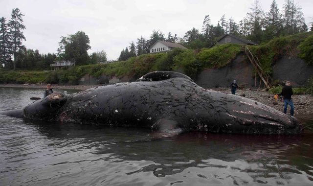 Wanted - private beaches for rotting 40-tonne whale carcasses