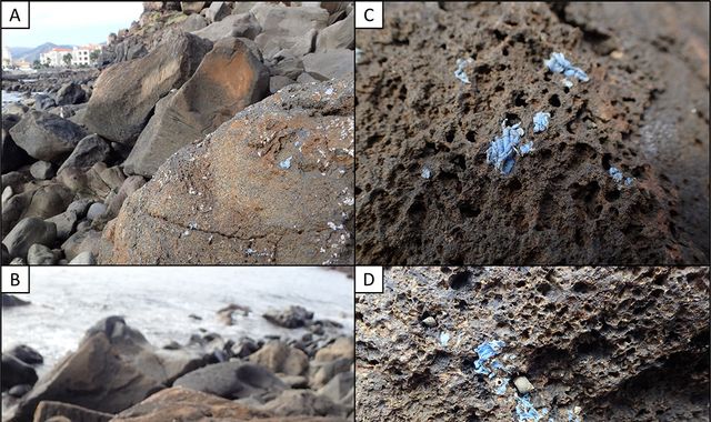 New 'plasticrust' pollution spreading on rocks in Madeira, say scientists