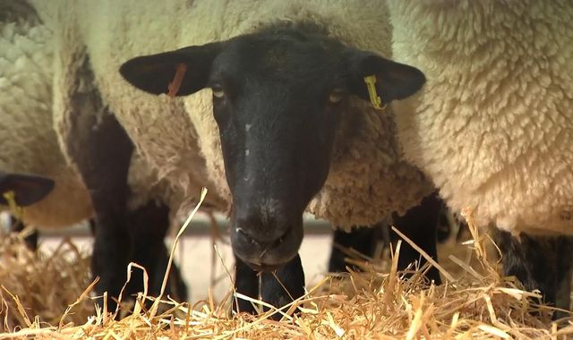 New sheep shed examines farming's impact on climate