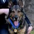 Finn's Law to give police dogs better protection