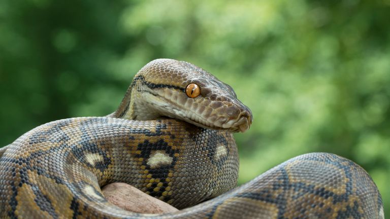 Snake that could eat a human on the loose in Cambridge | UK News | Sky News