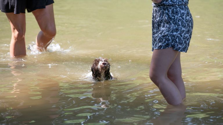 Dogs and humans alike have been seeking relief from the heat in Germany