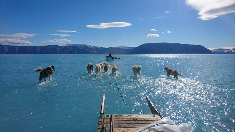 Husky dogs appear to be walking on water in northwest Greenland. Pic: SteffenMalskaer and the Danish Meteorological Institute