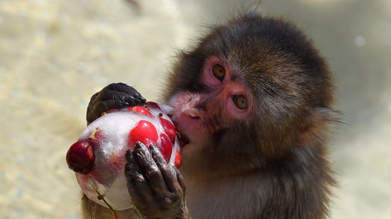 A monkey eats iced cherries to cool off at the Rome zoo