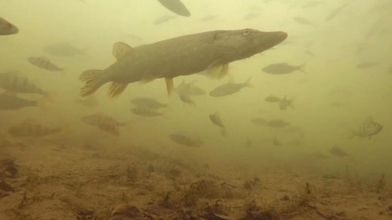 A seven year quest to film every one of the 53 freshwater fish species in Britain is finally over for wildlife photographer Jack Perks.