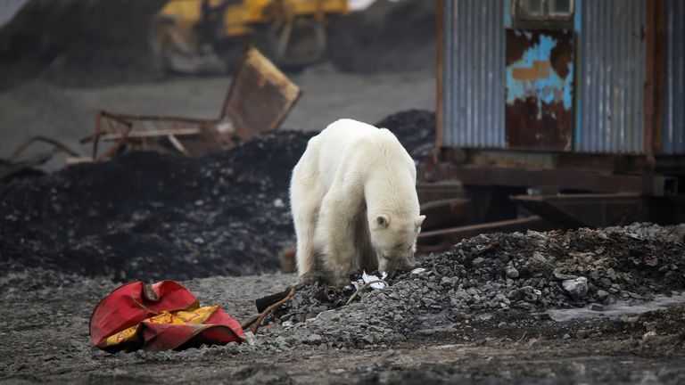 The bear occasionally rose to sniff around the Siberian city