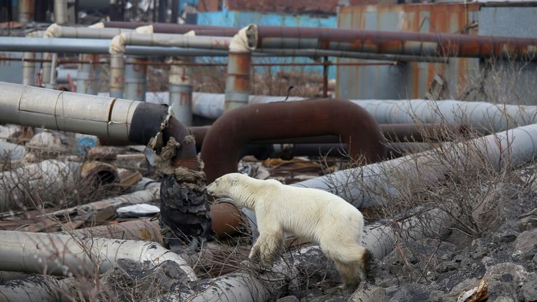 It is unclear whether the bear will be airlifted back to its natural habitat