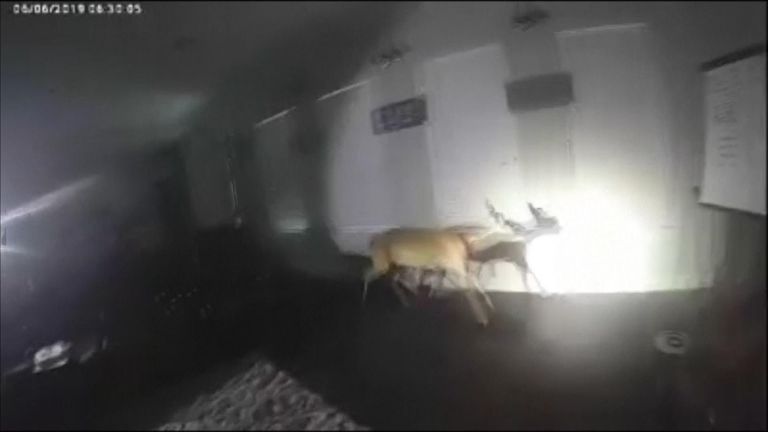 Police in Texas found a deer instead of a burglar when they attended to a house they believed had been broken into.
