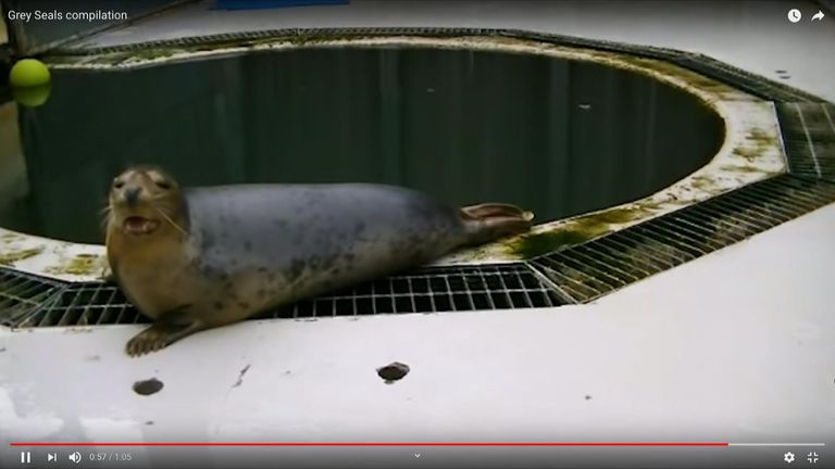 Researchers at the University of Saint Andrews trained three grey seals from birth