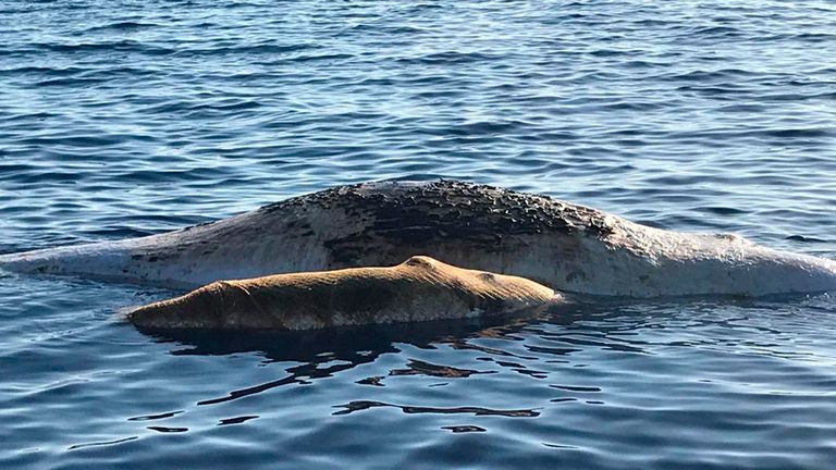 A sperm whale and its baby, tangled in a fishing net, lie dead in the Tyrrhenian sea off Italy, Thursday, June 20, 2019. An Italian environmental group is reporting the sighting of a dead mother sperm whale and its baby that became tangled in a fishing net in the Tyrrhenian sea off Italy.