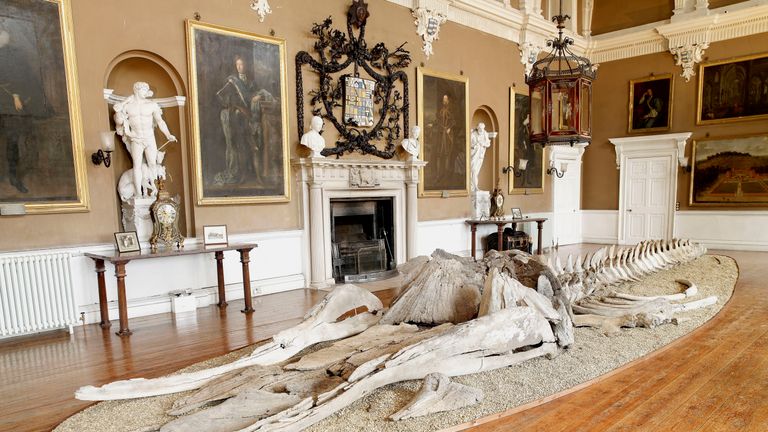 The skeleton on display at Burton Constable Hall in 2007