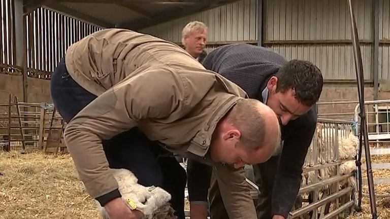 Duke of Cambridge shears a sheep in Cumbria