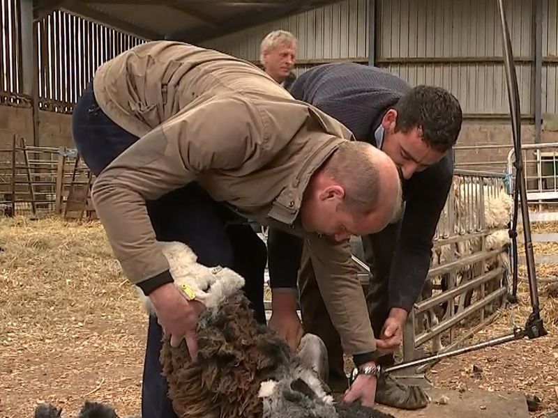 Sheep Shears Charm, Farming