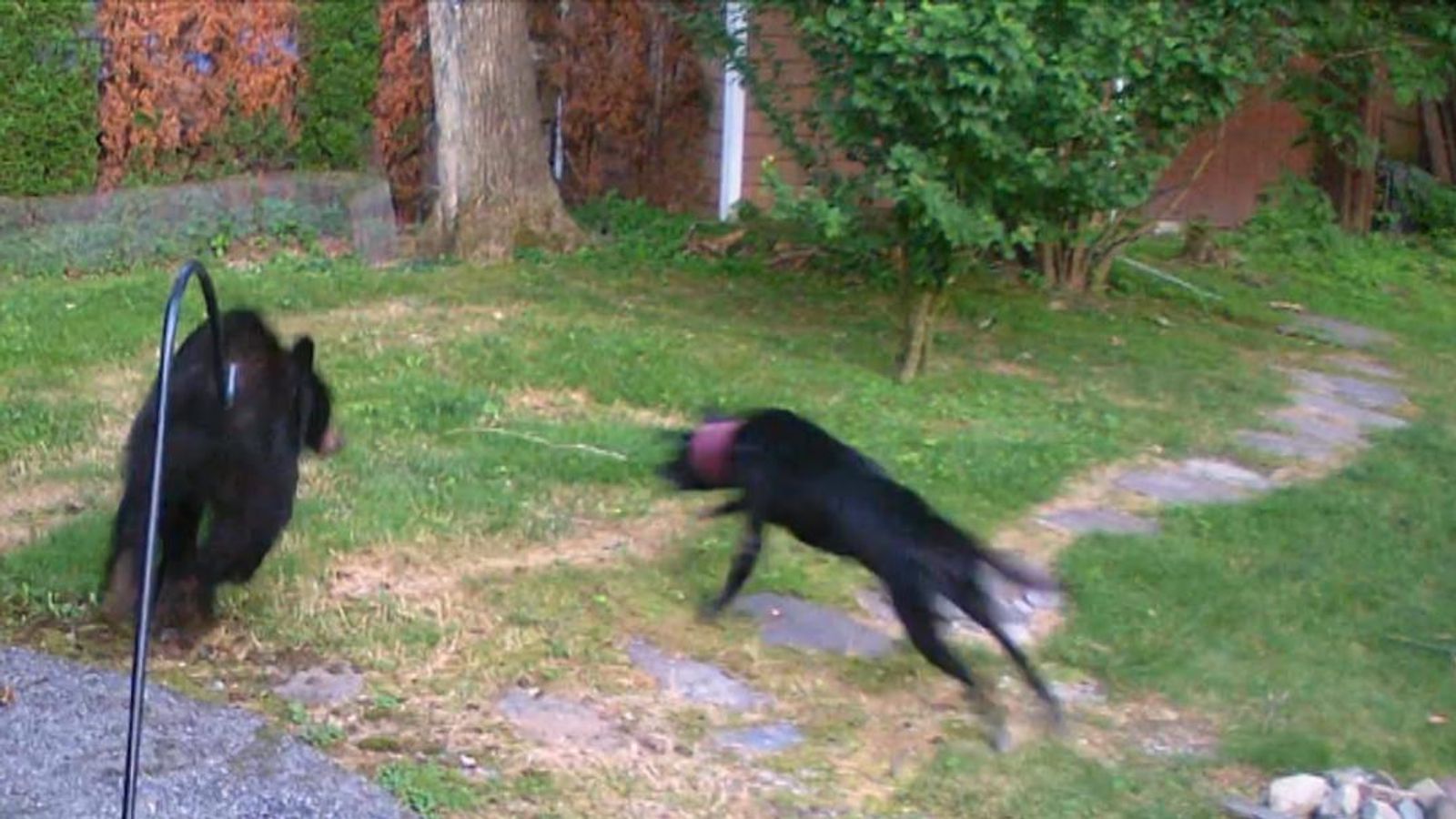 Bear 2024 chasing dog