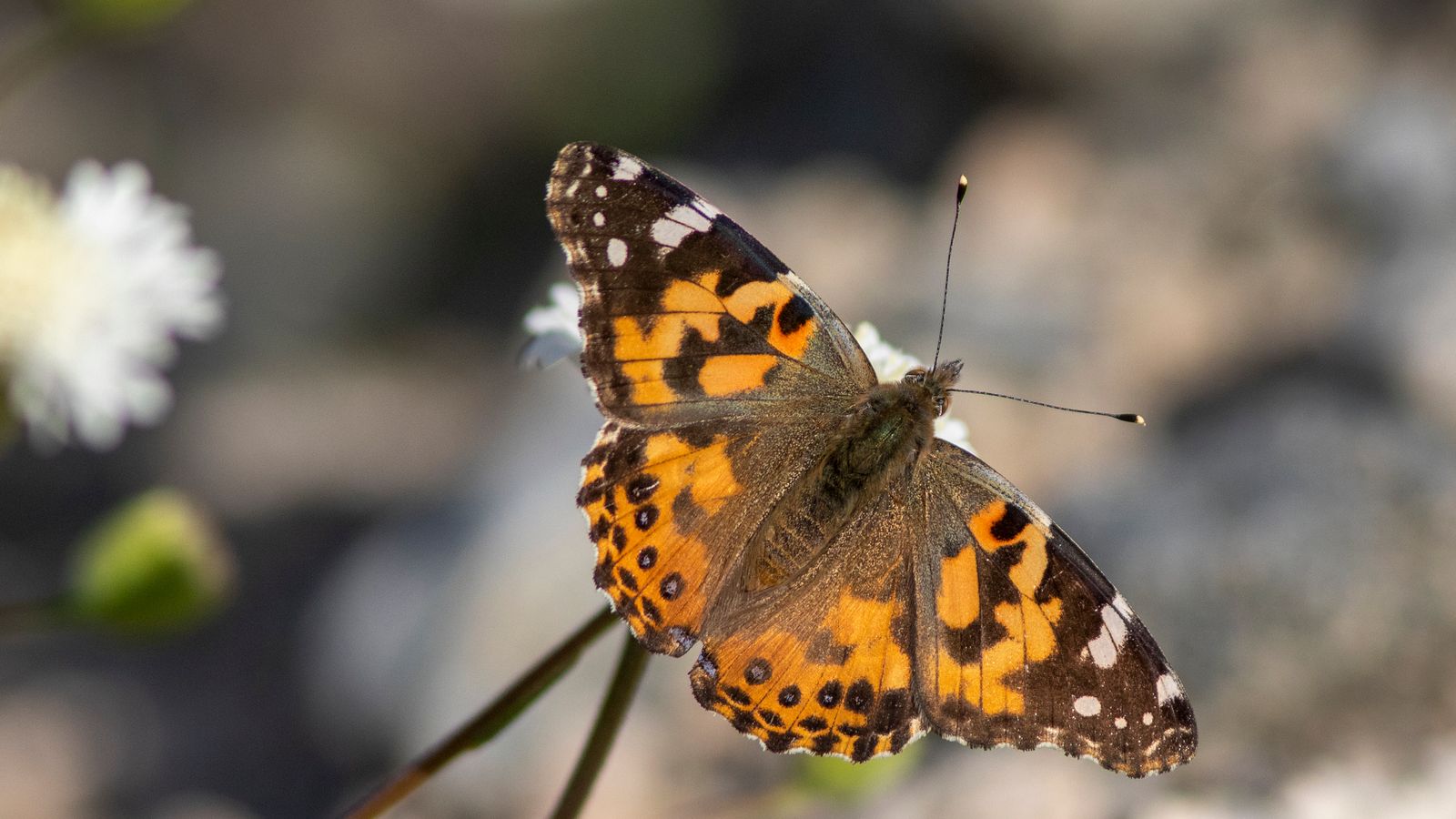 Millions Of Butterflies Flying To Uk In 'once-in-a-decade' Phenomenon 