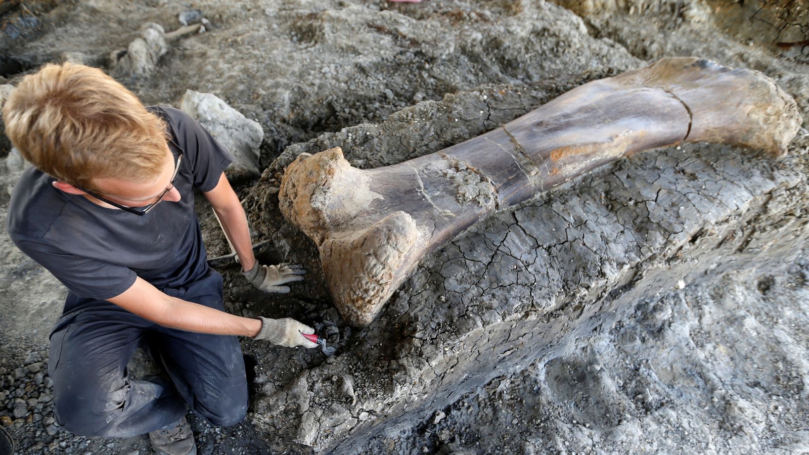 dinosaur bones exhibit near me