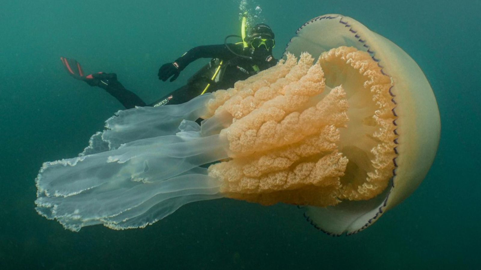 Giant jellyfish spotted off coast of Cornwall is 'not a monster from ...