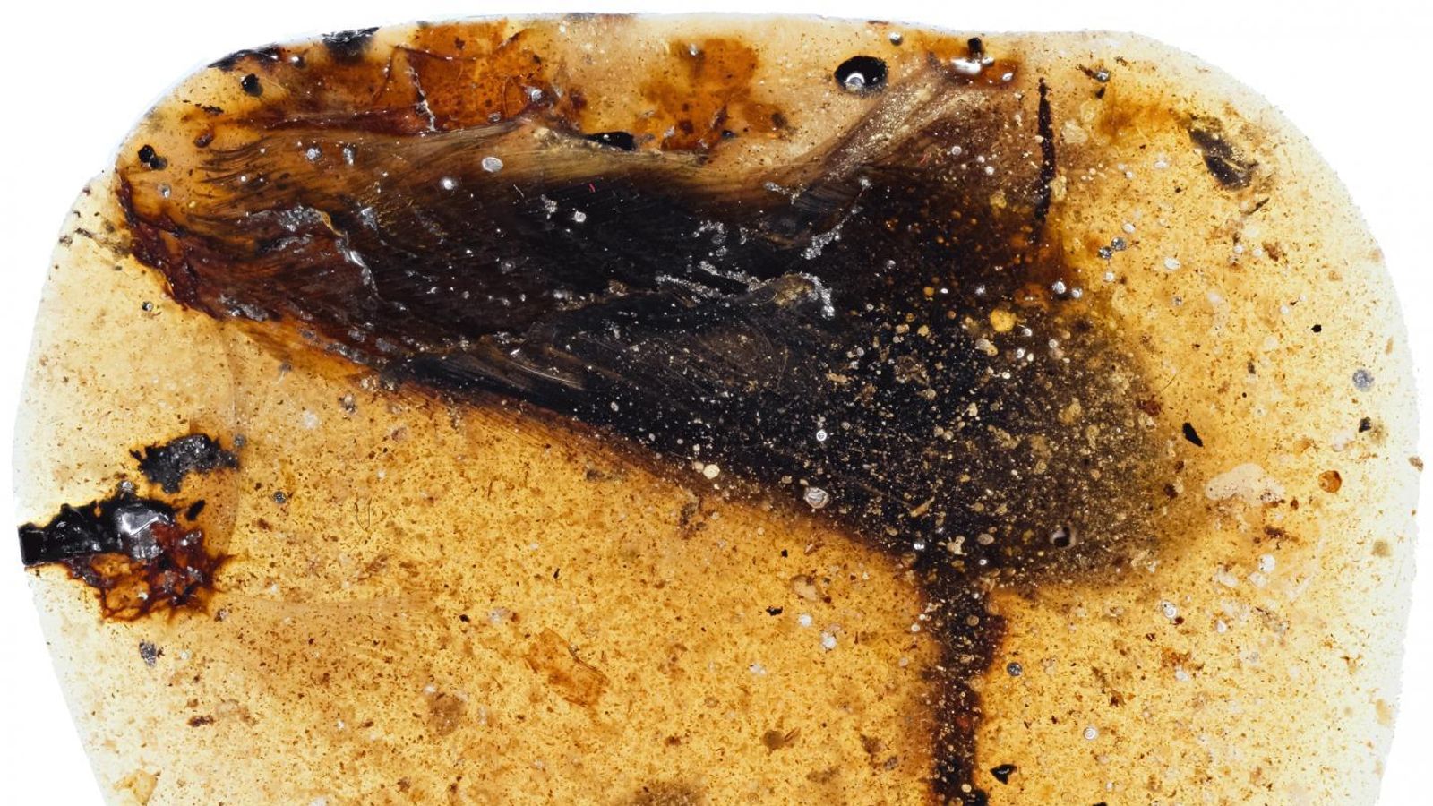 99-million-year-old bird with huge toe found fossilised 99-million-year-old bird with huge toe found fossilised