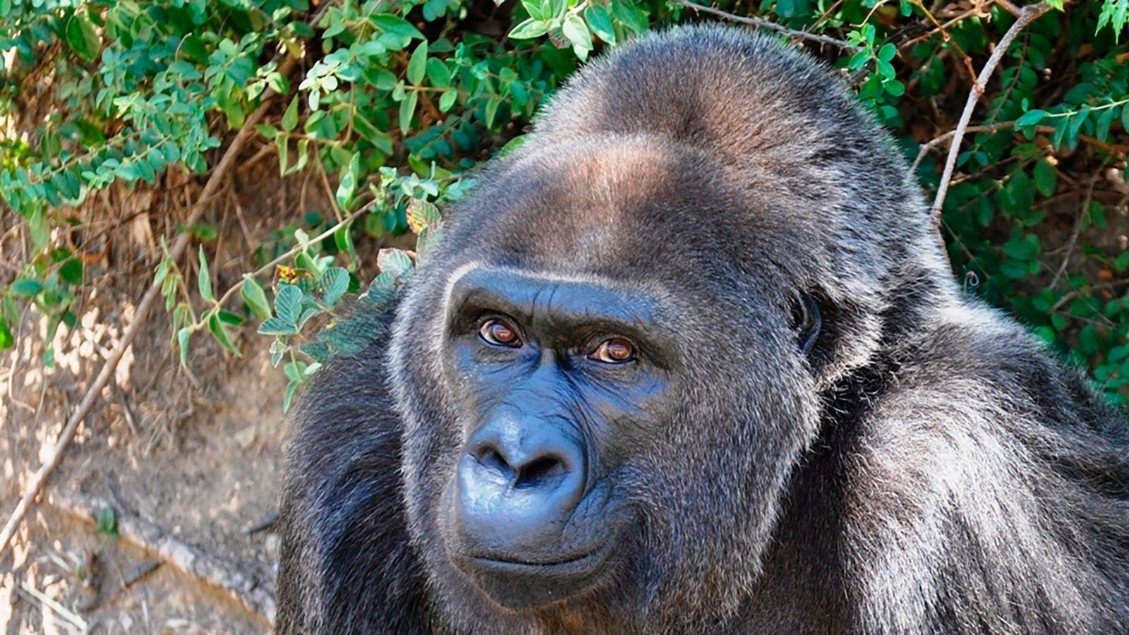 Trudy World's oldest known gorilla dies at 63 US News Sky News