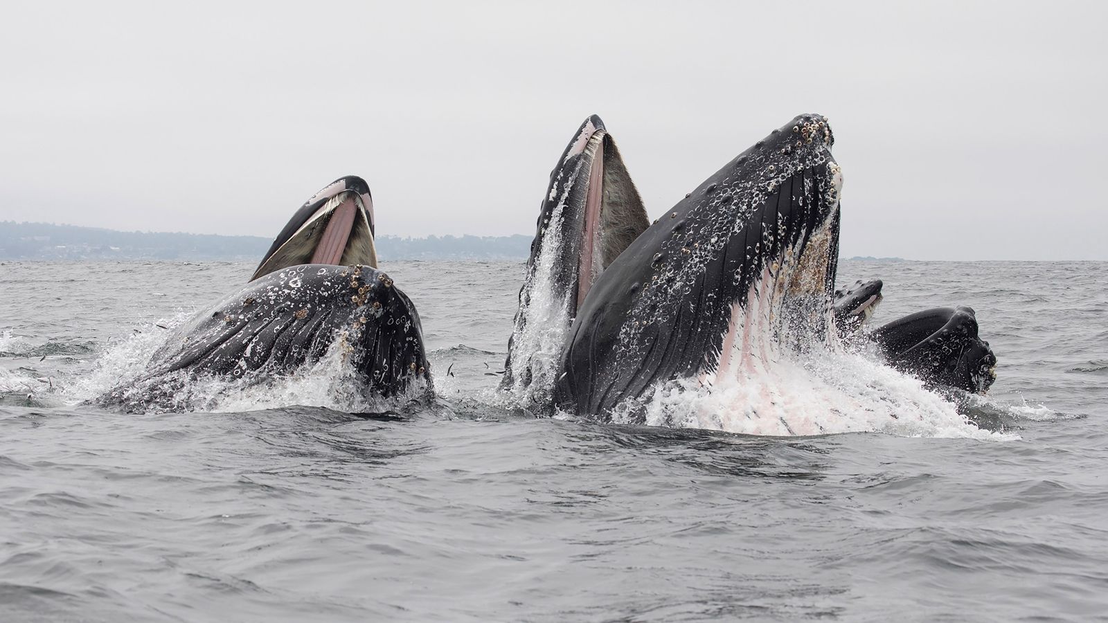 Incredible images show sea lion swallowed whole by humpback whale US