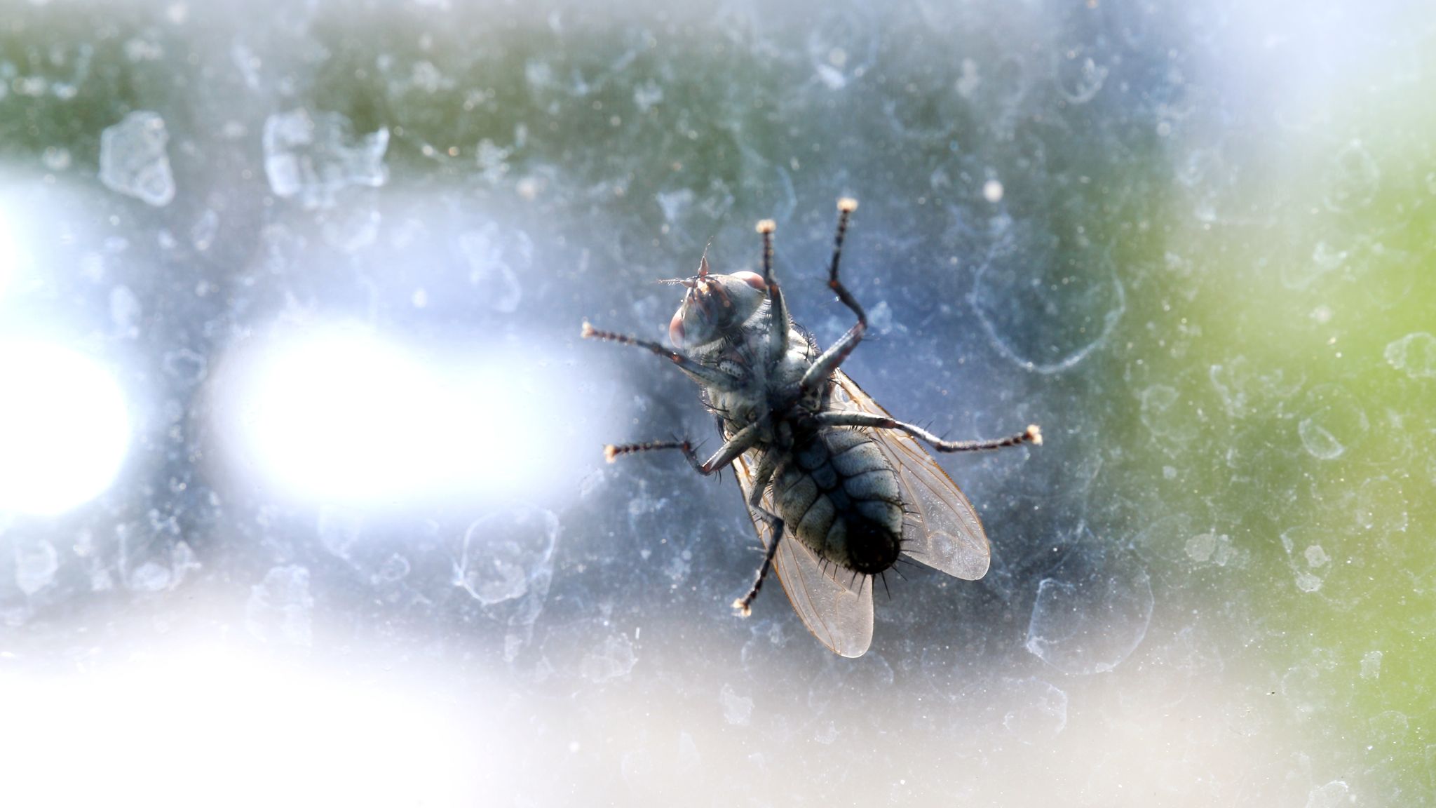 The reason your house is infested with flies and how to get rid of them -  Wales Online