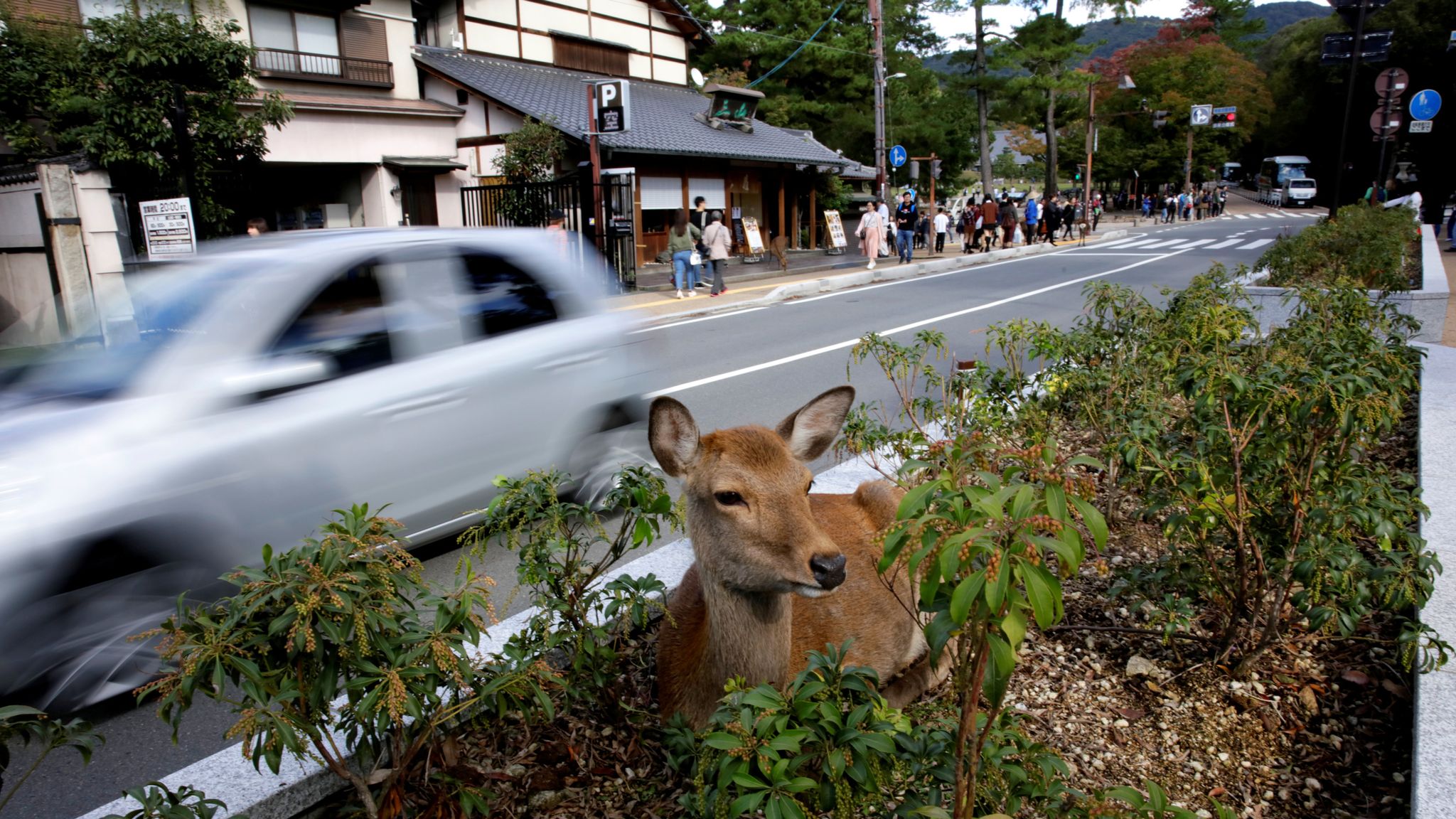 how many stomachs does a deer have
