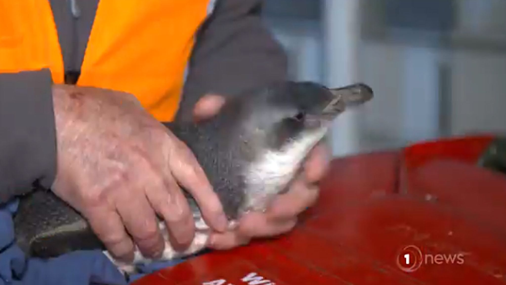 Fishy customers: Police remove two nesting penguins from New Zealand ...