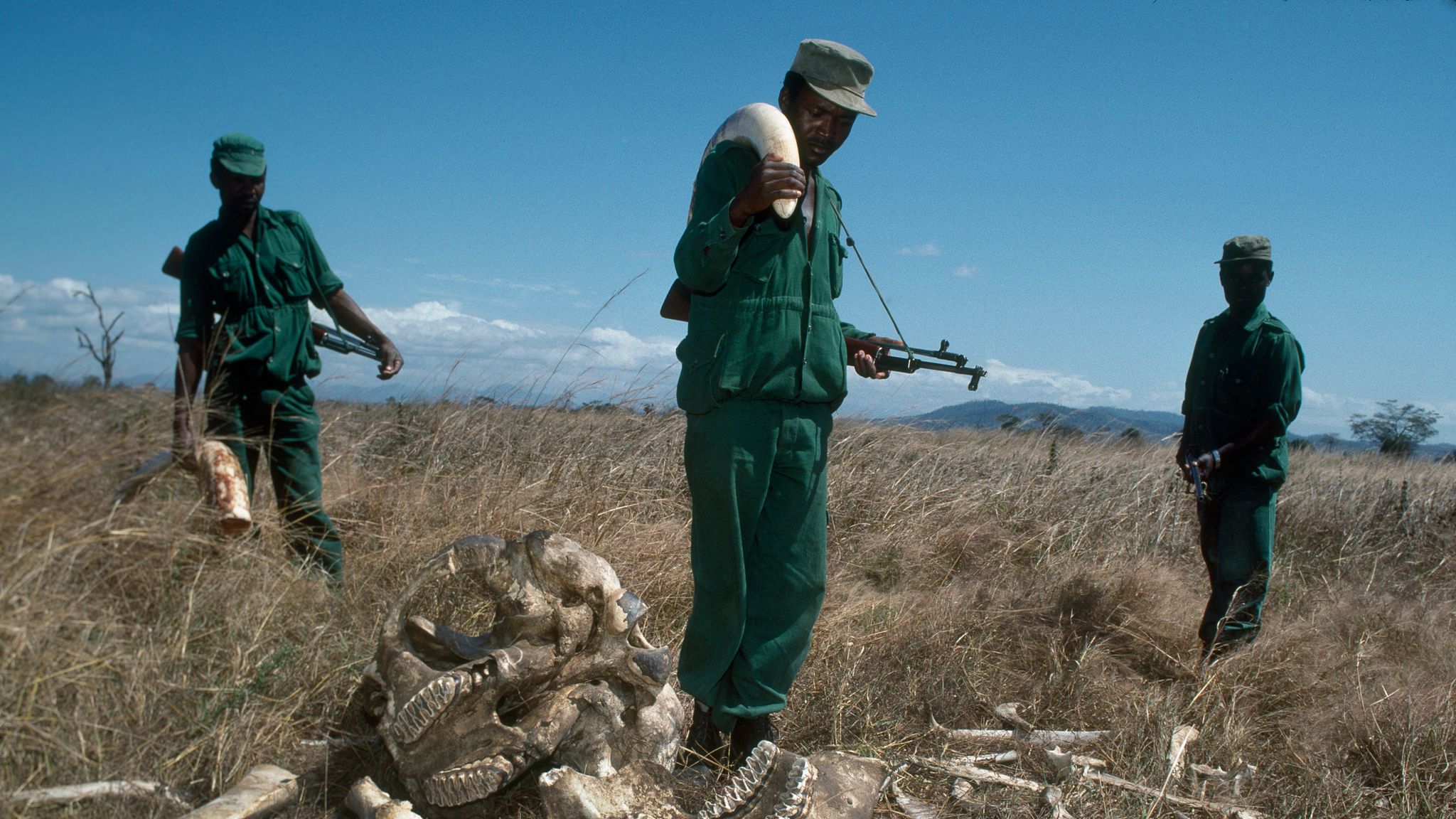 'Landmark' ivory ban comes into force today - but has it arrived too ...