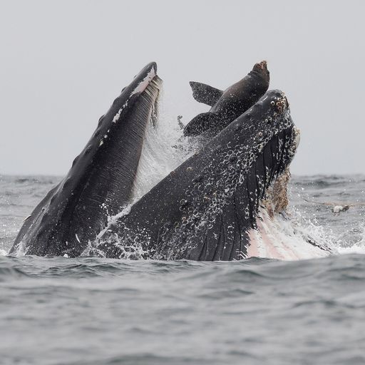Sea lion swallowed whole by humpback whale
