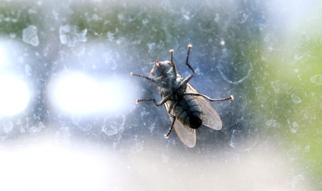Swarms of flies from steelworks plague residents in Cardiff