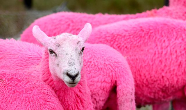 Latitude Festival accused of animal abuse after sheep dyed pink