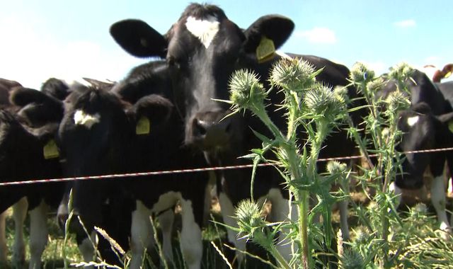 UK risks 'catastrophic' climate change impact if farming doesn't change - report