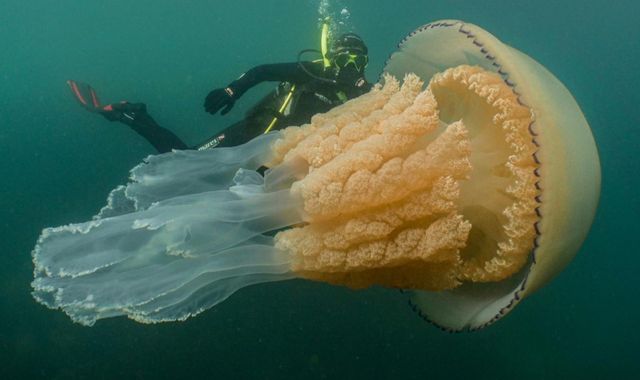 Giant jellyfish spotted off coast of Cornwall is 'not a monster from the deep'