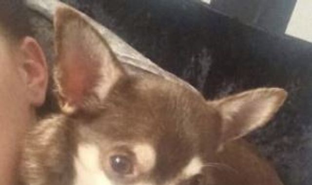 Devon girl 'really upset' after seagull snatches Gizmo the chihuahua from garden