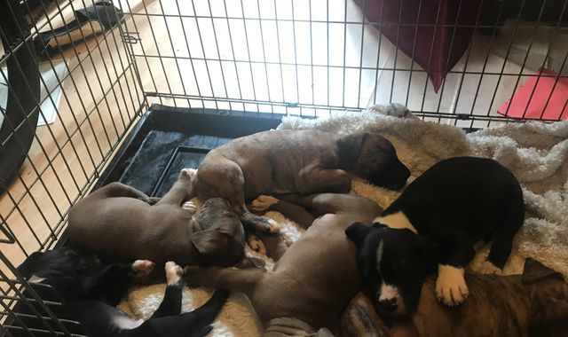 Six puppies recovered after being stolen in violent burglary