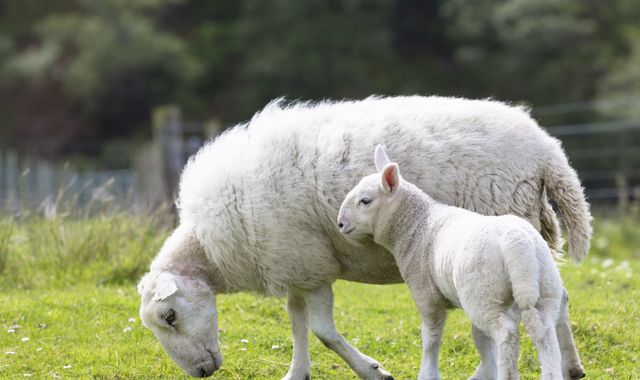 At least 45 lambs and sheep 'killed and butchered' in spate of attacks