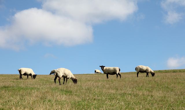 Northamptonshire Police investigate fifth incident of illegal sheep butchery in 10 days
