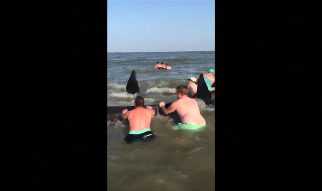 Beachgoers come together to save pod of stranded whales