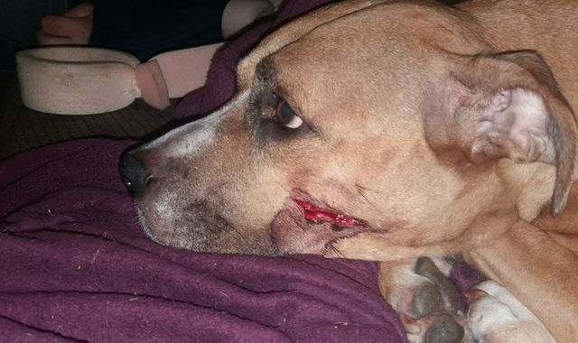 Puppies taken in violent Manchester burglary may not survive without injured mother
