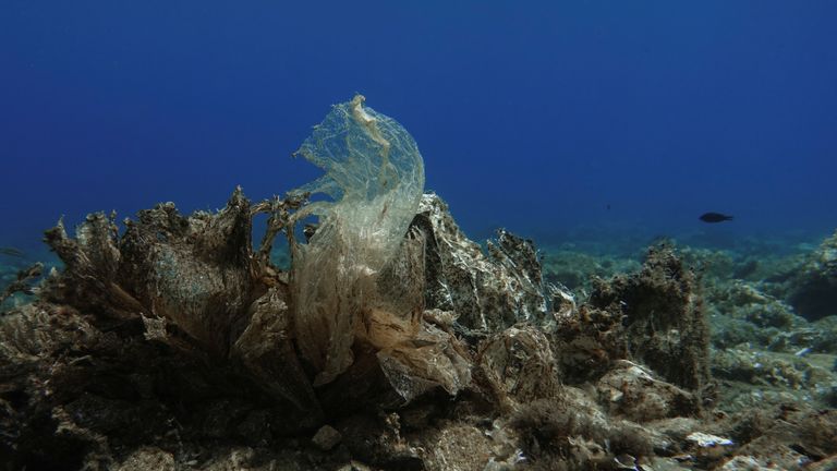 It has been described plastic coral