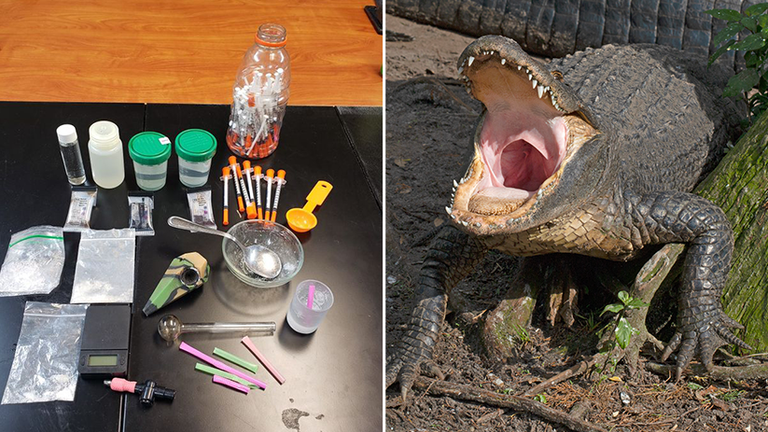 US police say that drugs that are flushed away could lead to meth-gators. Pic: Facebook
