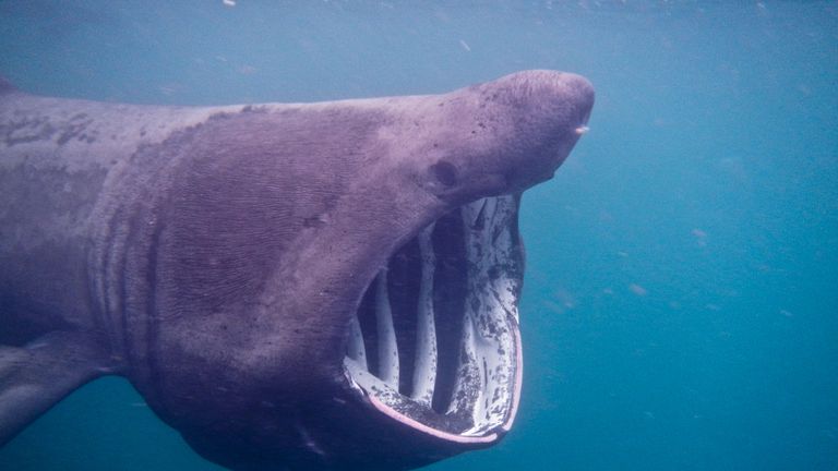 Basking sharks are among some of the types of shark that can be found in British waters