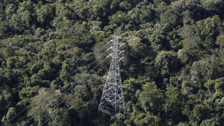 Let's talk Climate Change: Which trees absorb the most carbon