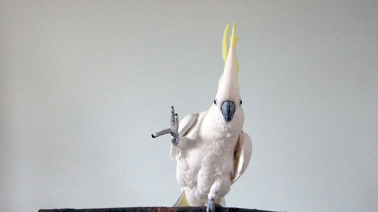 Move over funky chicken... Snowball the cockatoo has created a genre all of its own