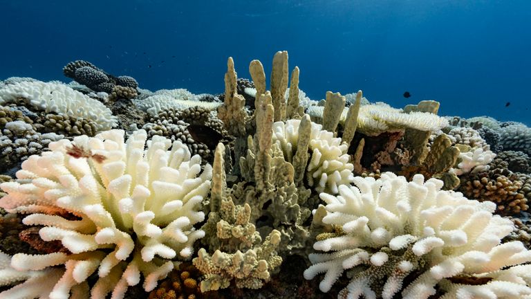Coral bleaching affected the Archipelago in 1998. It took the reef ten years to recover, according to the study. 