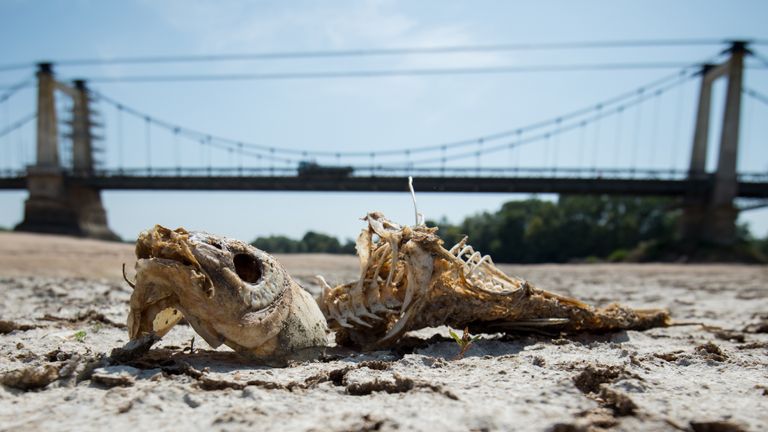 A fishbone lies on a dry part of the bed of the River Loire at Montjean-sur-Loire, western France on July 24, 2019, as drought conditions prevail over much of western Europe