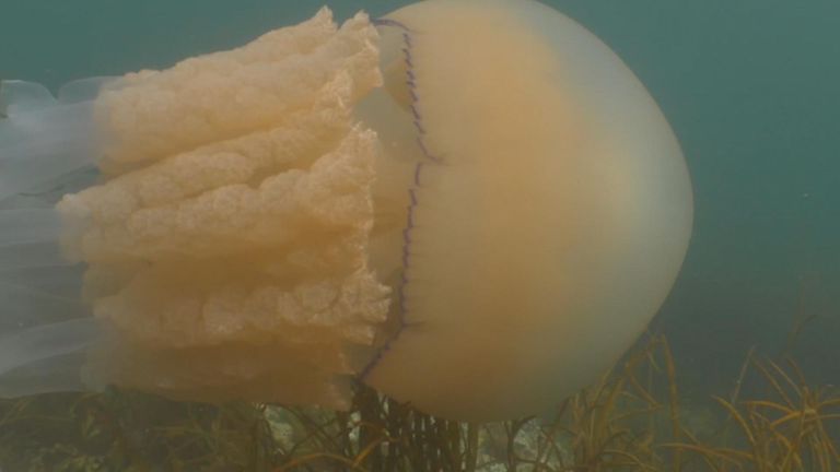 The huge barrel jellyfish is as big as the diver filmed with it Pic: Dan Abbott