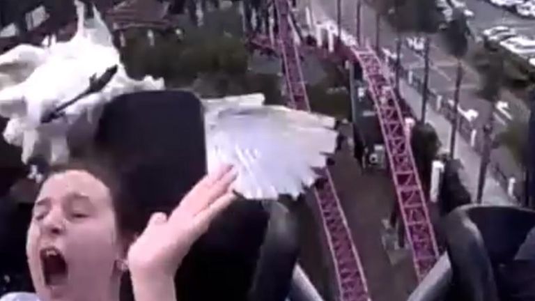 Wading bird collides with roller coaster rider in Australia