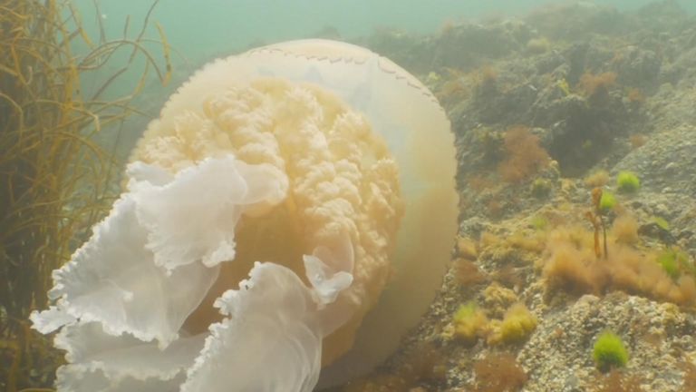 Giant jellyfish spotted off coast of Cornwall is 'not a monster from ...