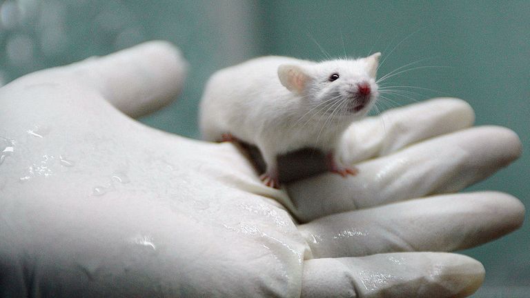 CHENGDU, CHINA - AUGUST 3: (CHINA OUT) A worker holds a white rat at the State Key Laboratory of Biotherapy established by the West China Medical School of Sichuan University on August 3, 2005 in Chengdu of Sichuan Province, southwest China. The lab has carried out gene therapy, immunotherapy, cell therapy and other researches, using thousands of white rats, according to local media. (Photo by China Photos/Getty Images)
